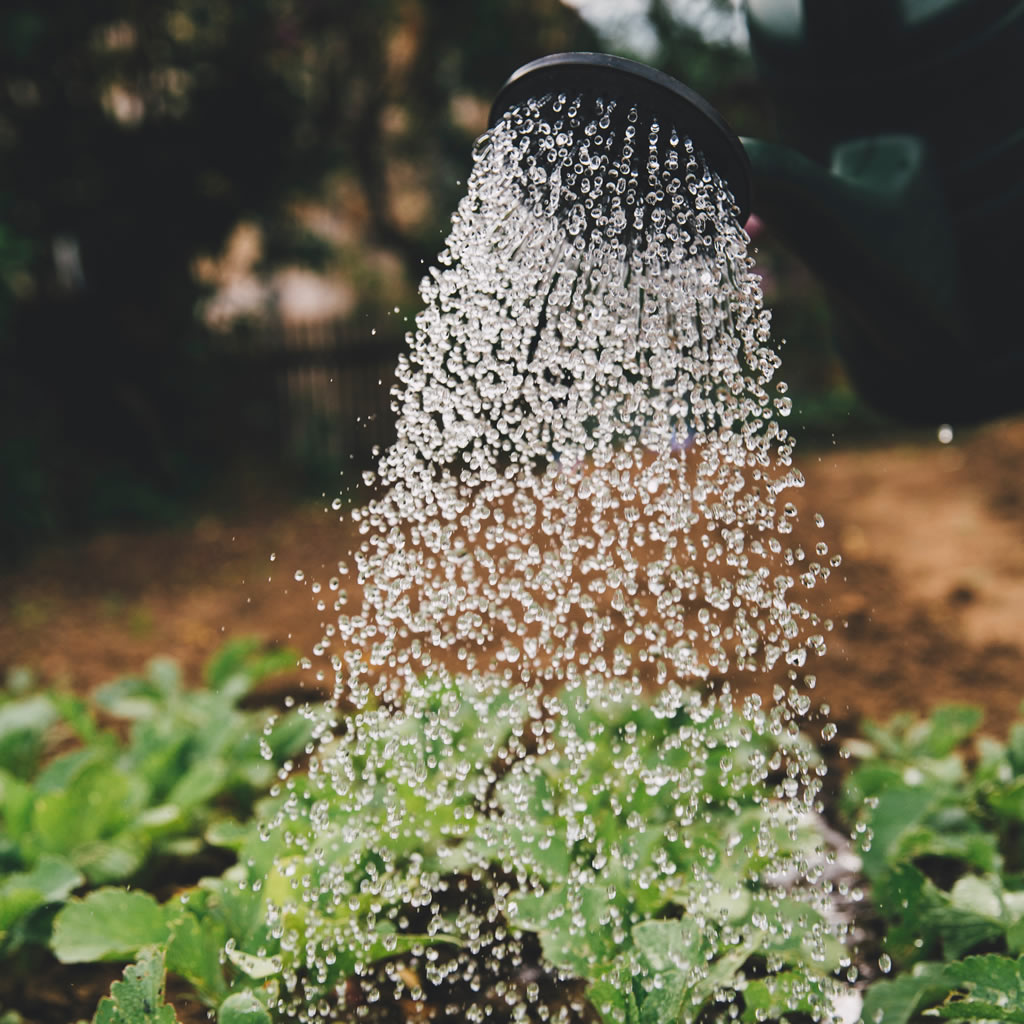 gardening services in basingstoke